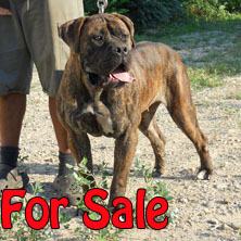Adult Sout African Boerboel dog for sale 