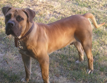 African Boerboel 