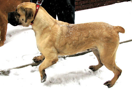 African Boerboel 