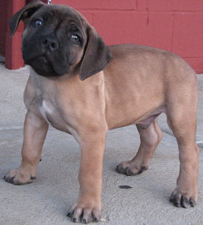  African Boerboel Puppy