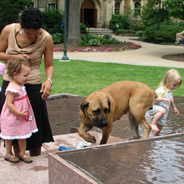 boerboel-puppy-training