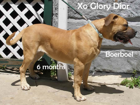 African Boerboel 