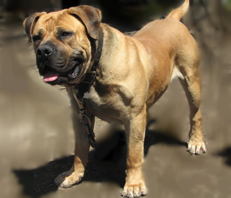 Boerboel dog