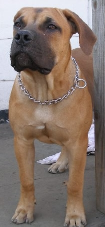 African Boerboel 