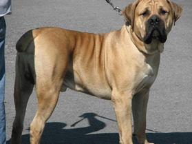 African Boerboel 