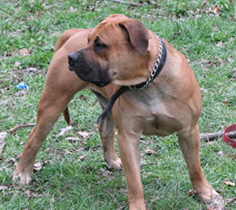 African Boerboel 