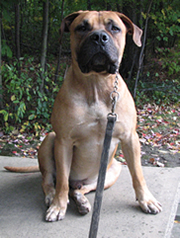 African Boerboel 