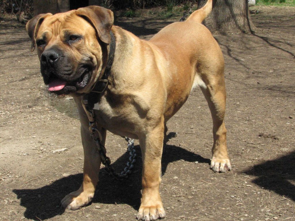 boerboel big