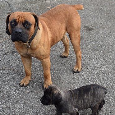 boerboel and kids