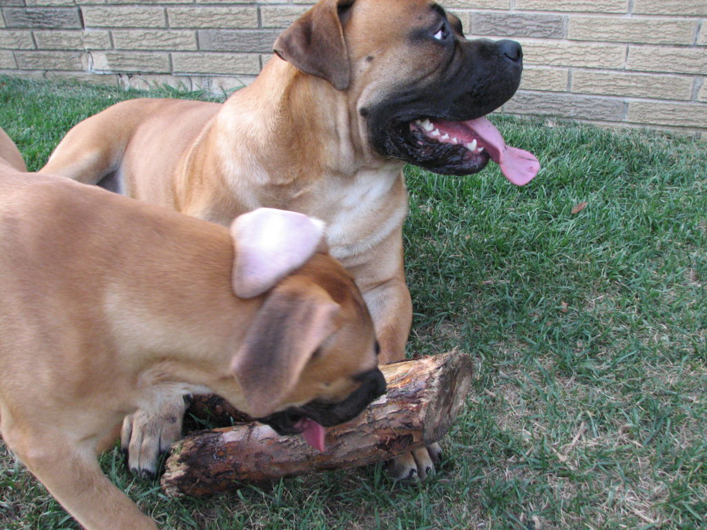 Bullmastiff and African Boerboels a comparison of the two breeds