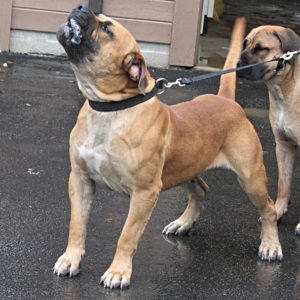 What to feed an African Boerboel for best muscle and fitness