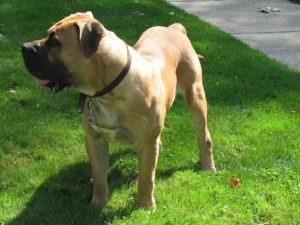 What to feed an African Boerboel for best muscle and fitness