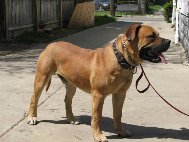 champion boerboel