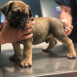 Exotic Boerboel Breeders - South African Boerboel Puppies ...