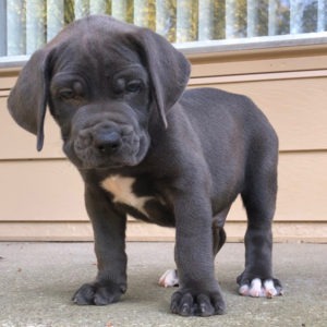 boerboel kennels