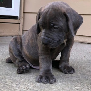 Exotics Big Blue Bands | Sold Male African Boerboel Puppies