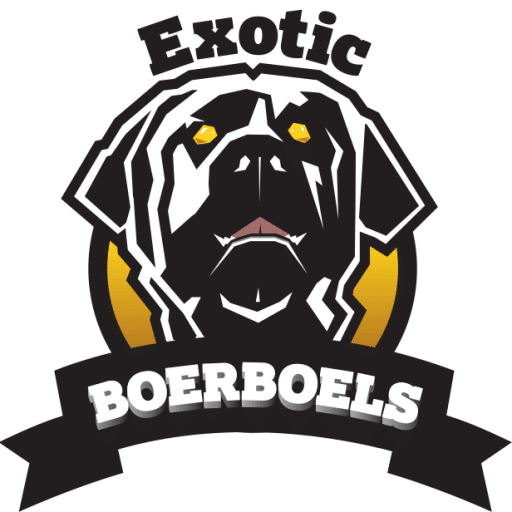 Exotic Boerboel Breeder