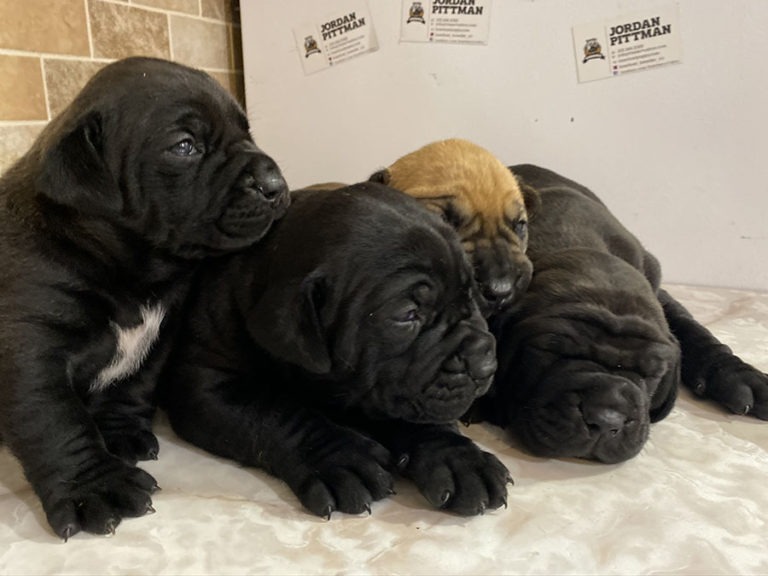South African Boerboel Puppies For Sale