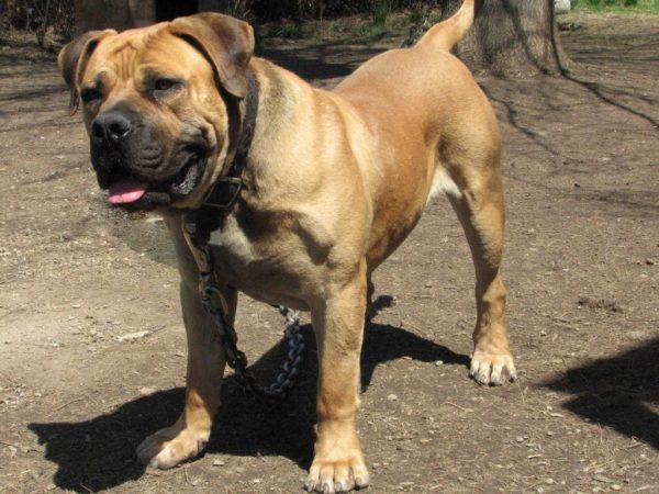 the-biggest-african-boerboels-exotics-boerboel-breeders-puppies