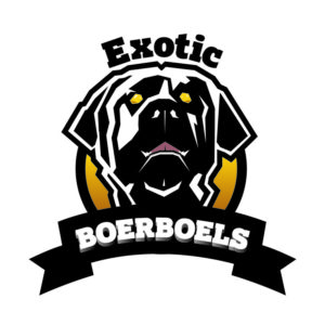 Exotic Boerboel Breeders