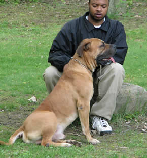 How to train African Boerboel Dogs, Boerboel dogs