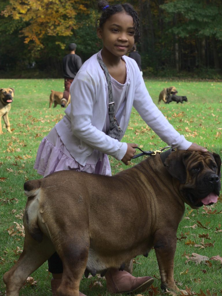 African Boerboel Dog Standing With a Young Child