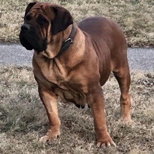 Retired Adults 41 Exotics Koda