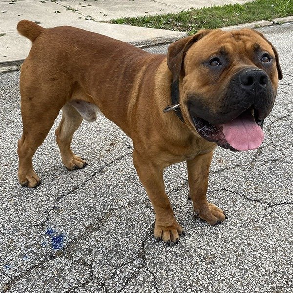 Black Bottom Boerboels Alpha Boerboel Puppies For Sale