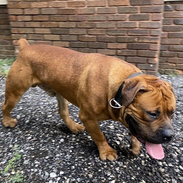 Black Bottom Boerboels Alpha - Boerboel Puppies For Sale