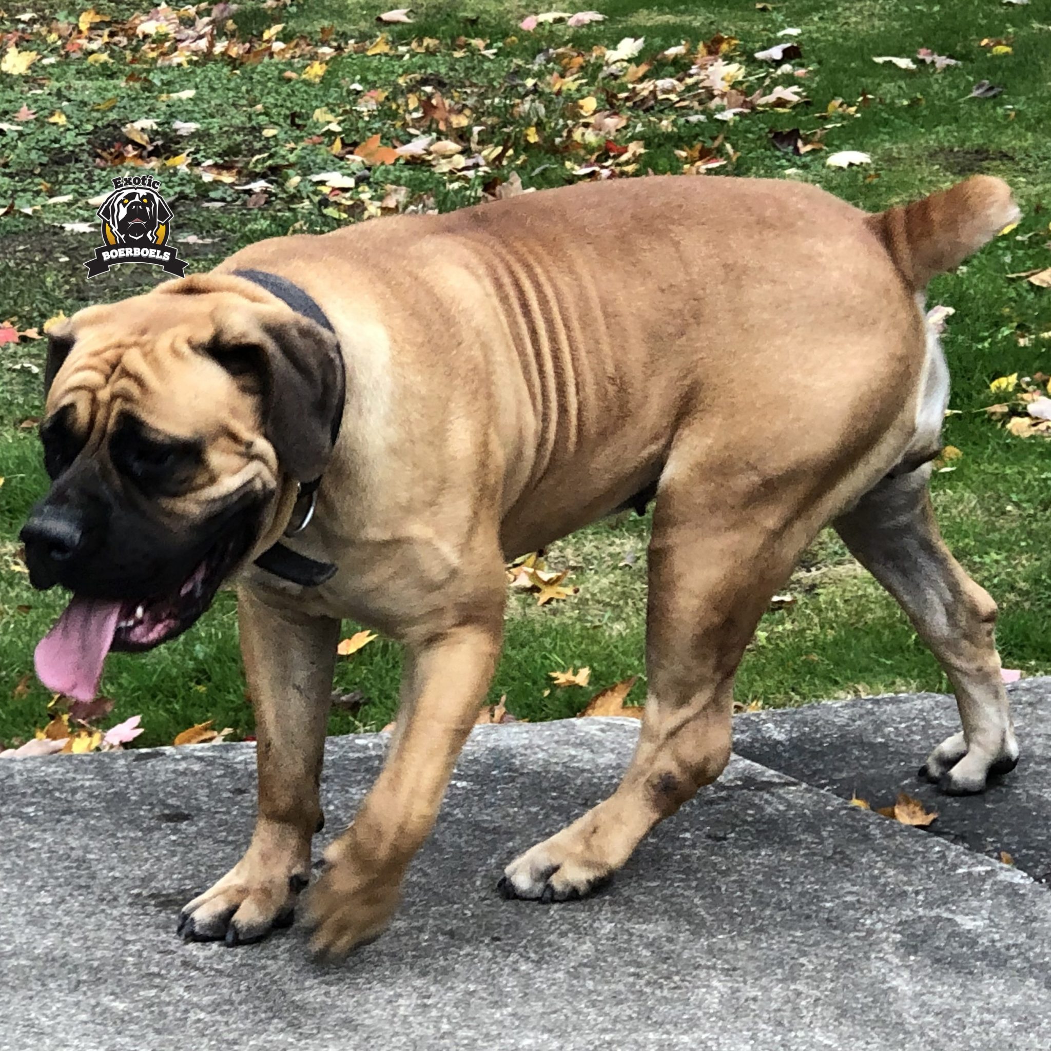 Exotic Boerboels Pancake | African Boerboel Female breeding momma