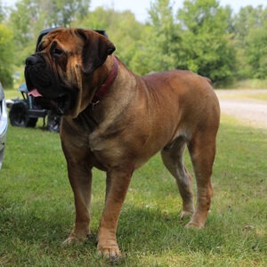 Andrew The Boerboel