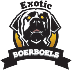 Exotic Boerboel