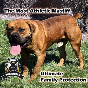 Red Male Adult Boerboel