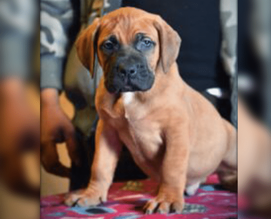 Boerboel puppies for sale