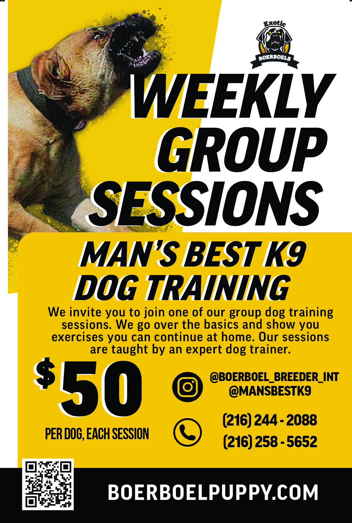 review-of-group-dog-training-sessions-exotic-boerboels