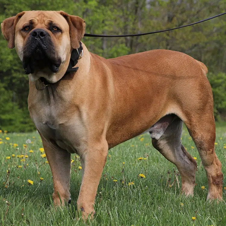 7 Powerful Boerboels featured at Exotic Boerboels