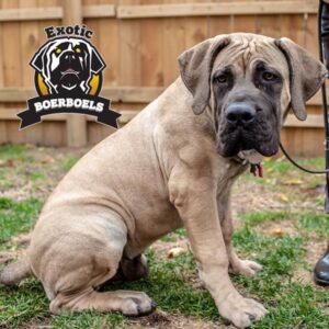 Leo Lakewood Boerboel