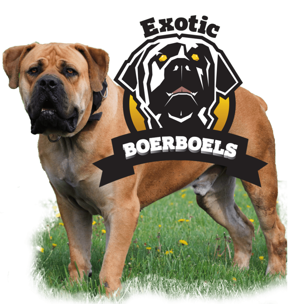 African Boerboel Dogs