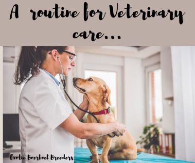 A routine vetinary care