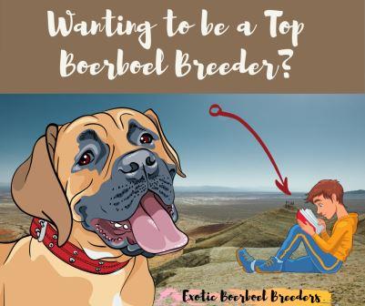 Do you want to be a top Boerboel Breeder? Read it fully
