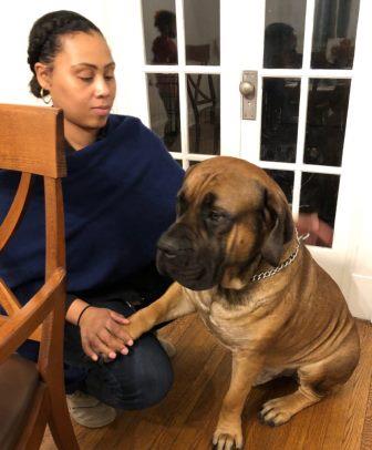 How to train african Boerboel dogs