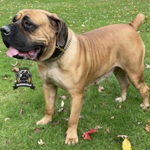 Female Boerboel Pancake