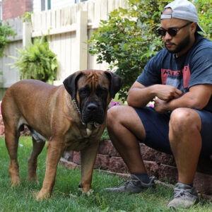 Bruce The South African Boerboel
