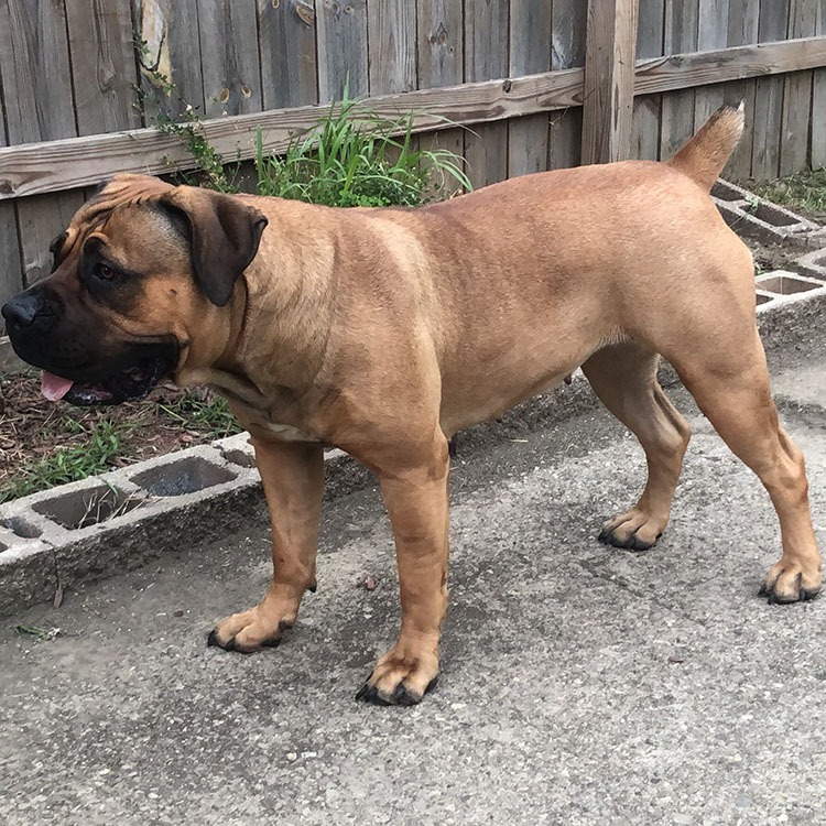 are boerboels smart