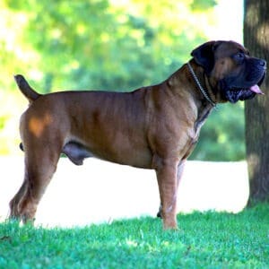 Exotic Boerboel Breeders | Boerboel Puppy Breeders in Ohio