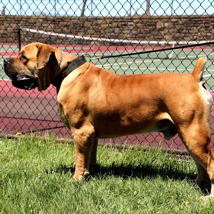 Outlaw the Boerboel