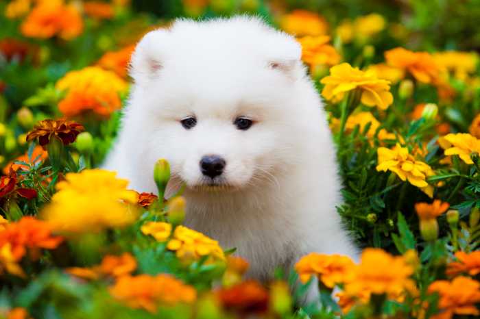 puppy with a flower background