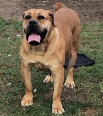 Adults Archive - Exotics Boerboel Breeders | Puppies For Sale