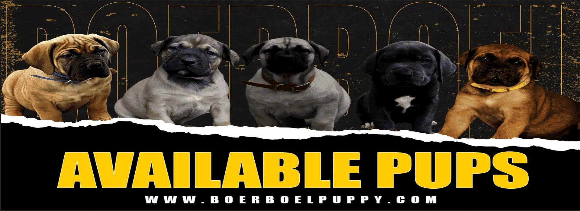 AVAILABLE PUPPIES FOR SALE - Exotics Boerboel Breeders | Puppies For Sale