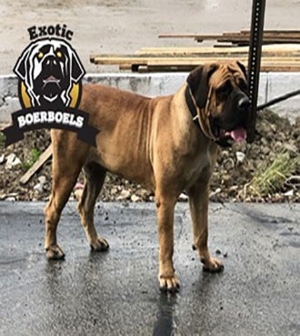 Exotic Boerboels Pancake | African Boerboel Female breeding momma